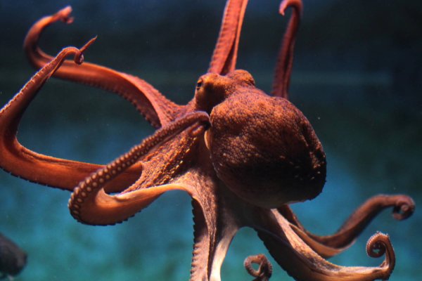 Kraken 23at