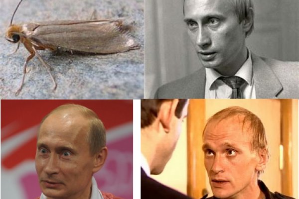 Кракен ссылка прокатис