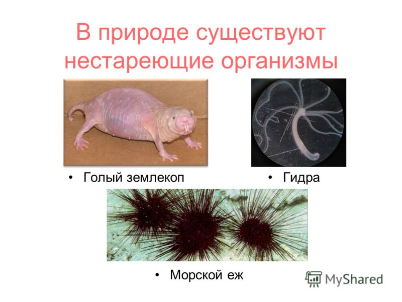 Кракен тор kr2web in